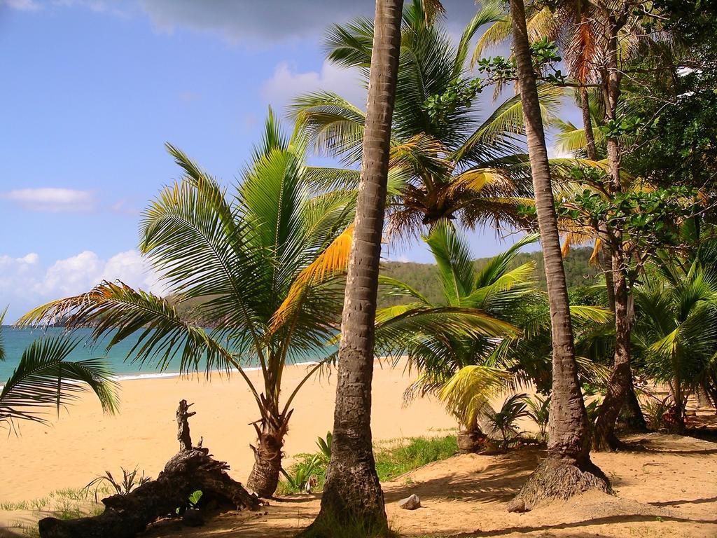 Mangoplaya Villa Deshaies Exterior foto